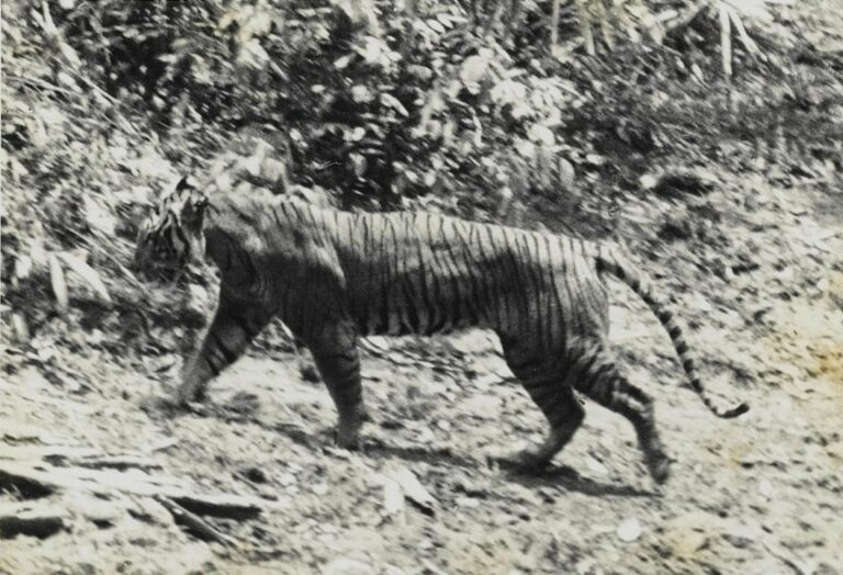 Controversial Theory Claims Javan Tiger Is Back From Extinction