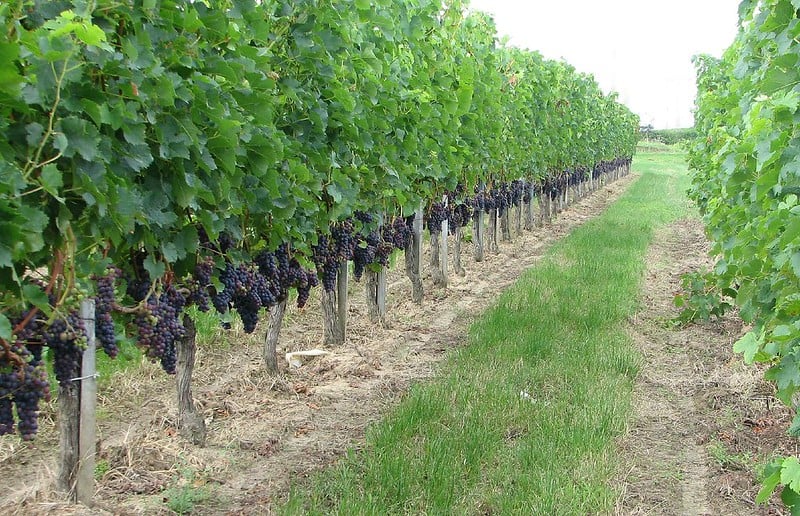 vineyard grapes wine